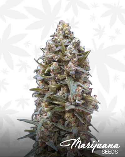 00 Kush