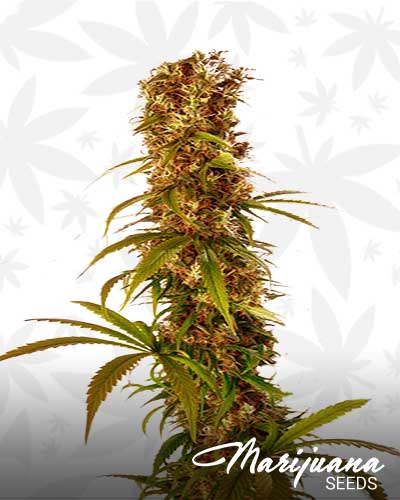1000L x Diesel Marijuana Seeds