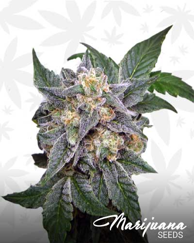 2 OG Marijuana Seeds
