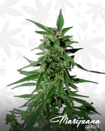 2046 Strain