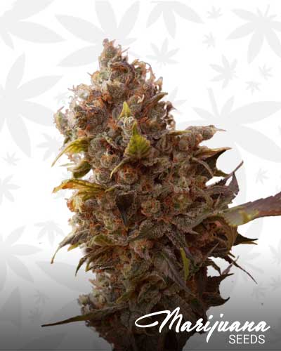 215 Superbud Marijuana Seeds