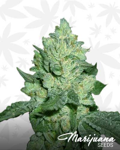 26 Cookies Marijuana Seeds