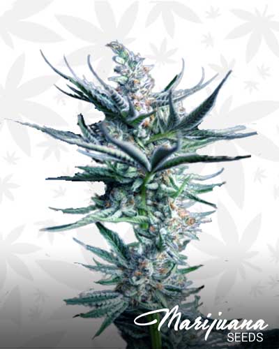 2Poison Marijuana Seeds