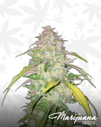 3 Bears OG Strain