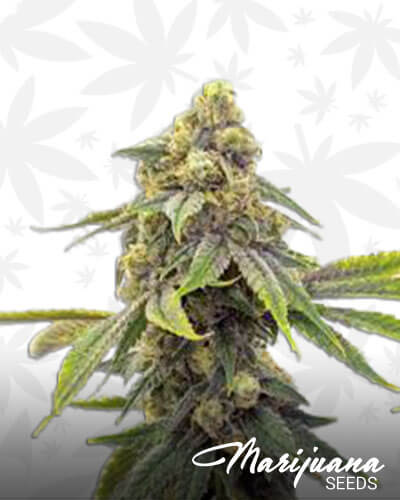 303 Alien Aka Colorado’s Alien OG Kush