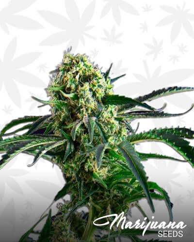 3X Crazy Strain