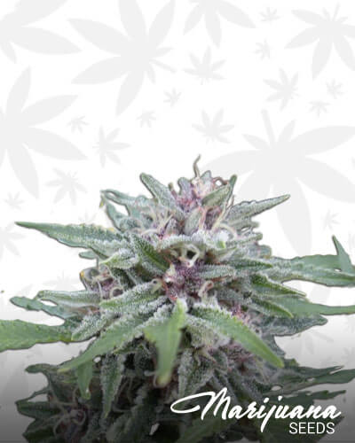 5G’s Purple F2