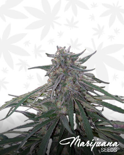 5G’s