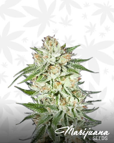 5th Element strain