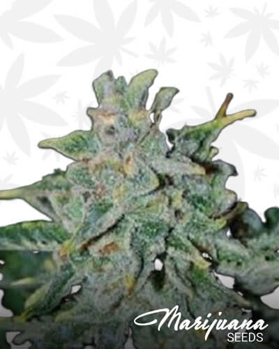 710 Cheese