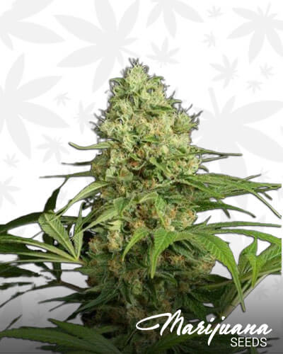 710 Shock Diesel