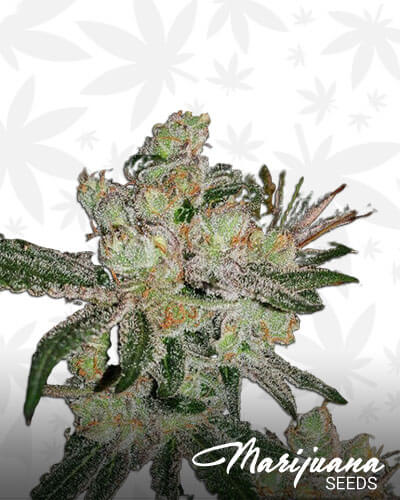 710 Stick Icky