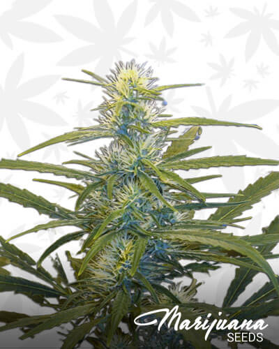 76′ Thai Stick