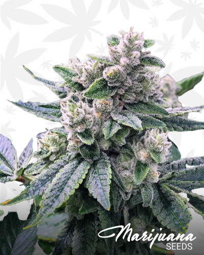 78 Skunk ‘M’ x Gorilla Grape