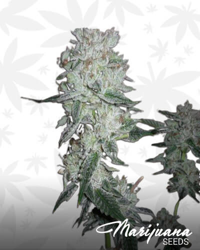 818 SFV Fire OG 1