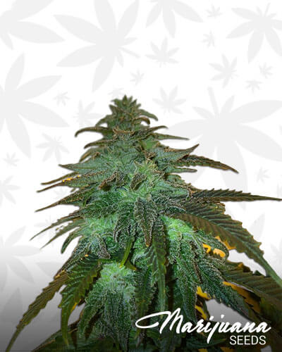 831 OG Strain