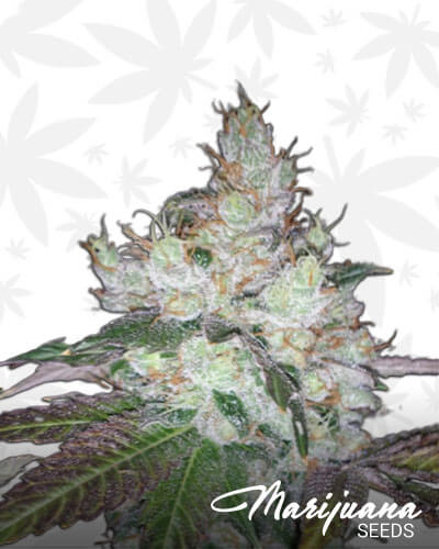 88 G 13 HashPlant