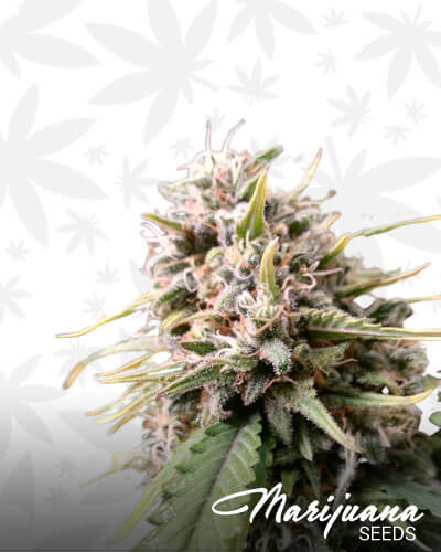 91 Chem Dog x Caramel