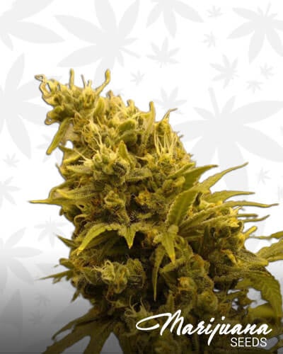 91 Krypt Strain