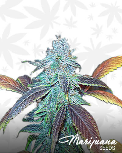 97 BlueMoonshine x Purple Northern Lights 5