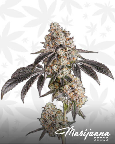 999 Strain