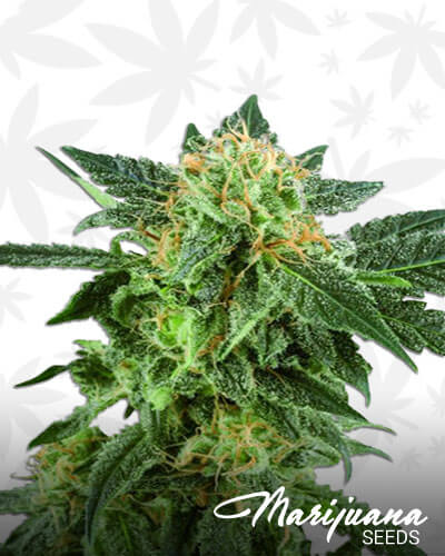A 1 Haze