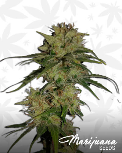 A-10 Strain
