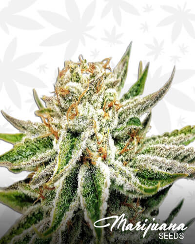 A1 Yola Strain