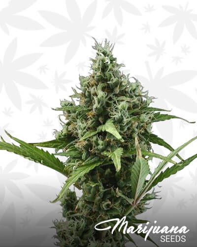 AH PAN JAM x Sativa