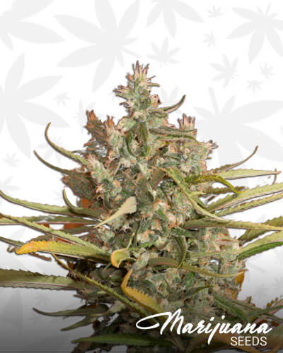 AJ Sour Diesel x Pre Soviet Afghani