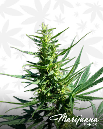 AK 420 Autoflowering