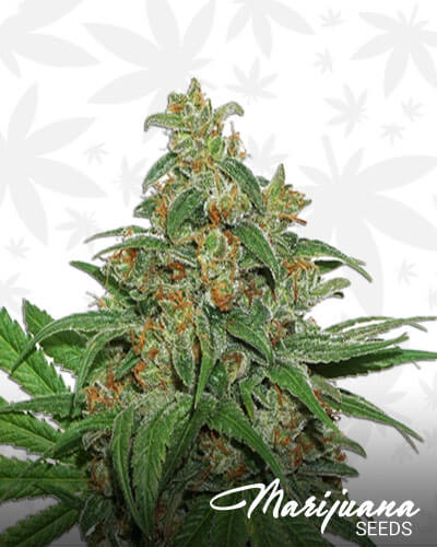 AK 420