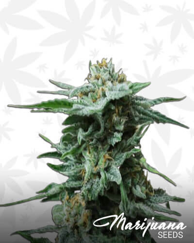 AK Kush