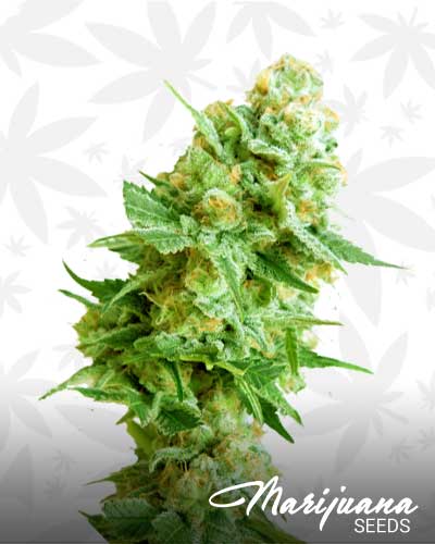 AK Rapid Marijuana Seeds