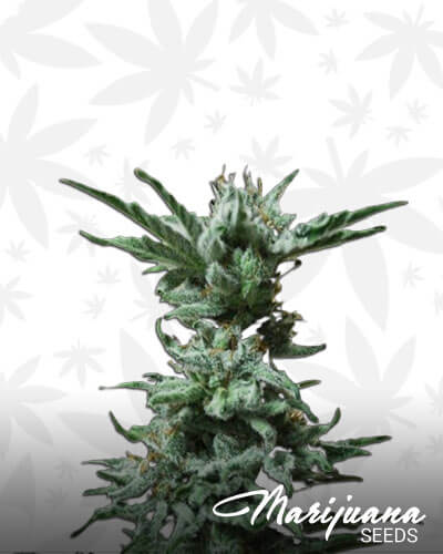 AK Skunk Autoflowering