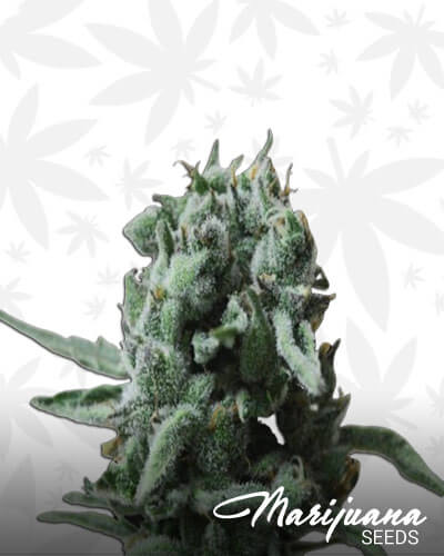 AK Widow 47