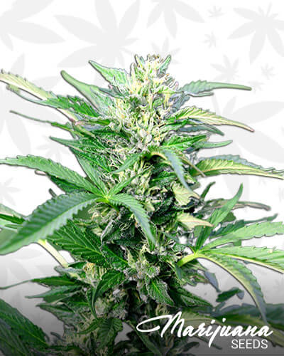 AK XXL Auto
