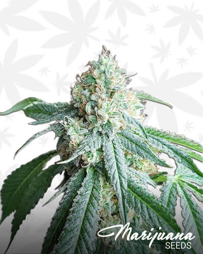 Abusive OG
