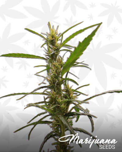 Acapulco Gold – Preservation