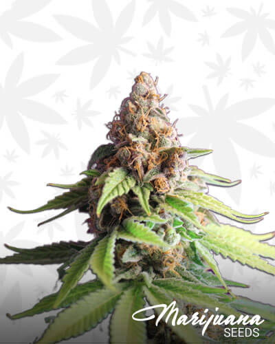Ace Of Spades Strain