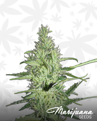 Ace Silver Haze