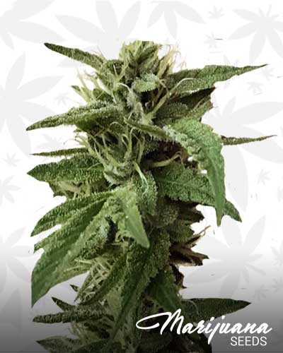 Af Pak x Ben Marijuana Seeds