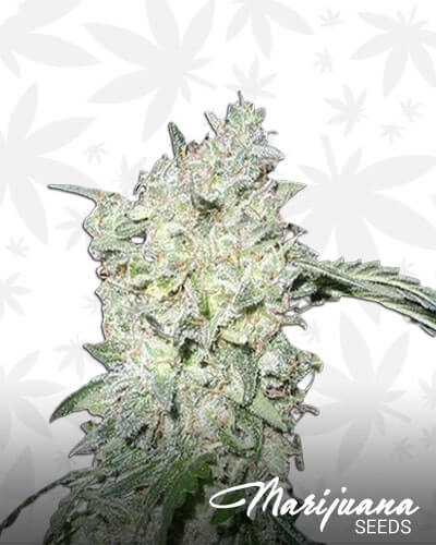Afgan Kush Special