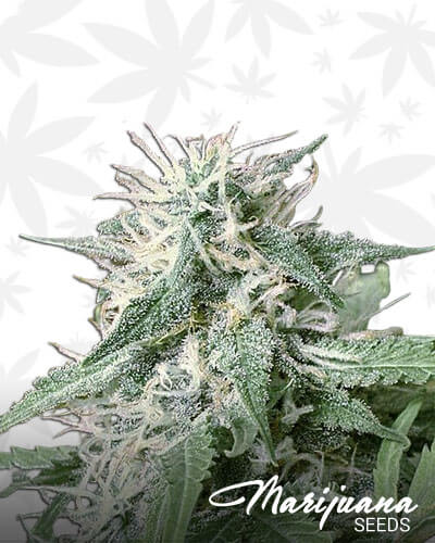 Afghan Big Bud Strain