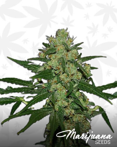 Afghan Hawaiian