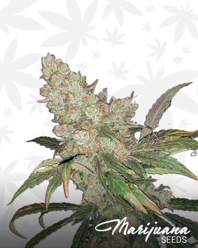 Afghan Kush