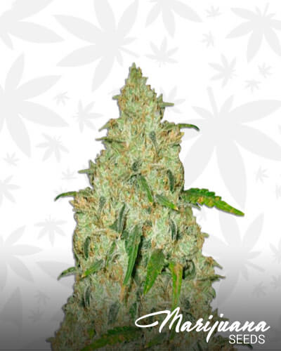 Afghan OG