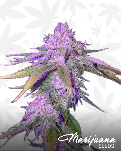 Afghan Skunk