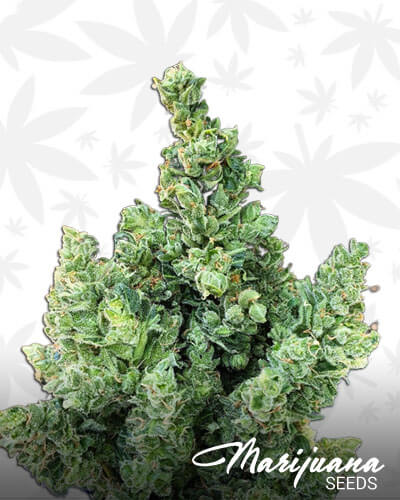 Afghan Sour Kush