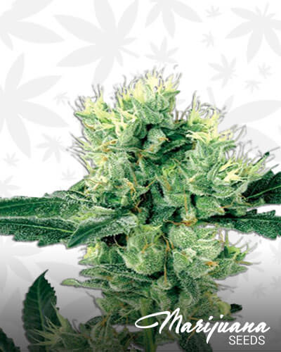 Afghani 1 Autoflowering